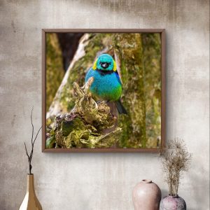 Fragmento de Arco-Íris - Saíra-sete-cores na Mata Atlântica