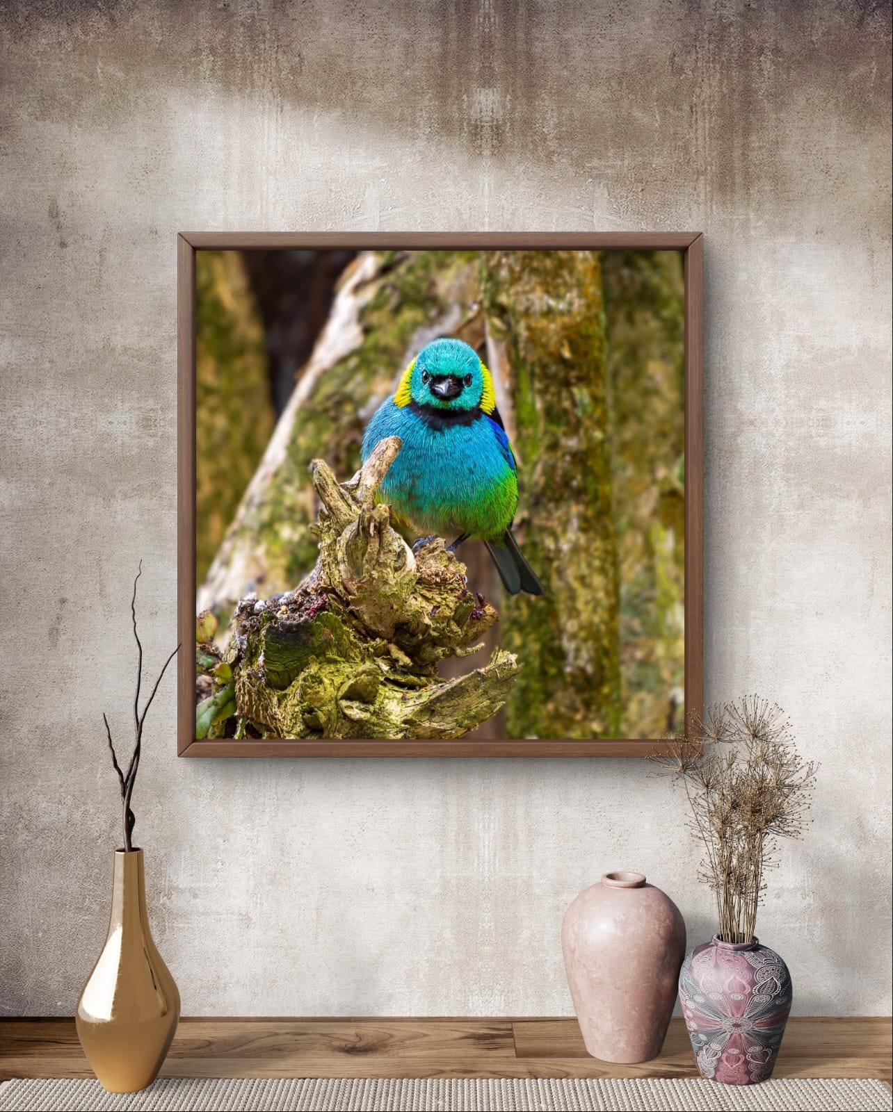 Fragmento de Arco-Íris - Saíra-sete-cores na Mata Atlântica