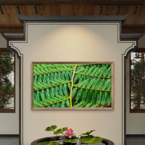 Samambaia-açu em macro