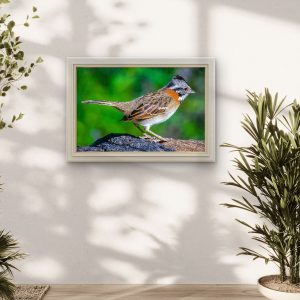 Tico-tico na Mata Atlântica