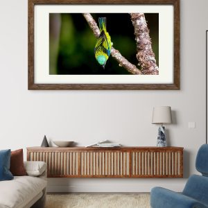 Saíra-sete-cores no Coração da Mata Atlântica