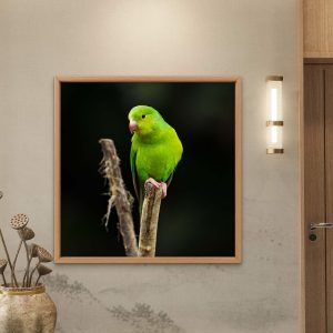 Periquito-rico na Serra do Mar