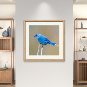 Sanhaço-de-encontro-azul na Mata Atlântica